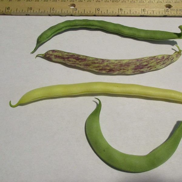 Haricots verts