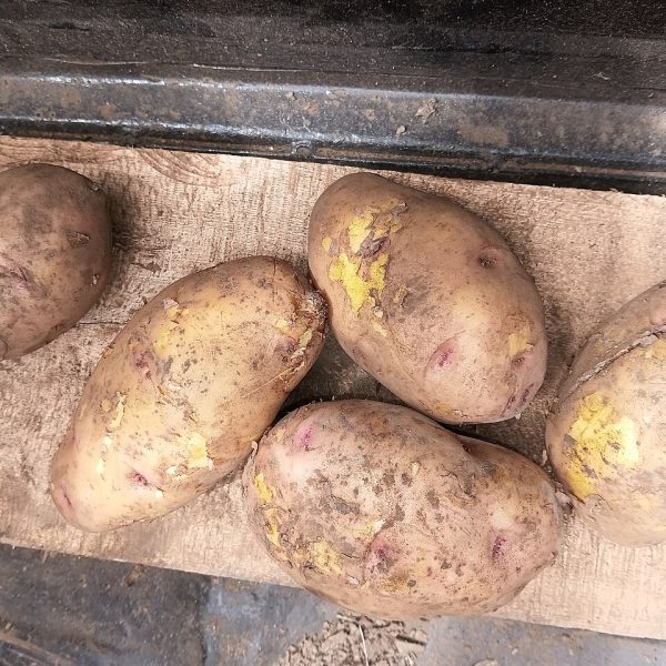 Pommes de terre