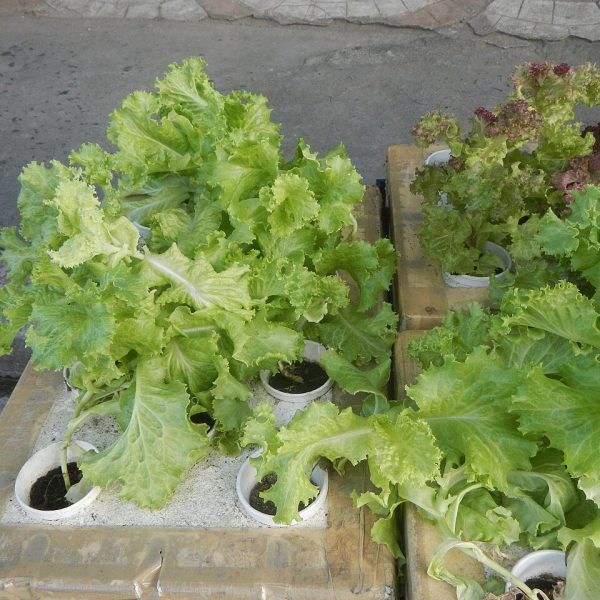Salade batavia