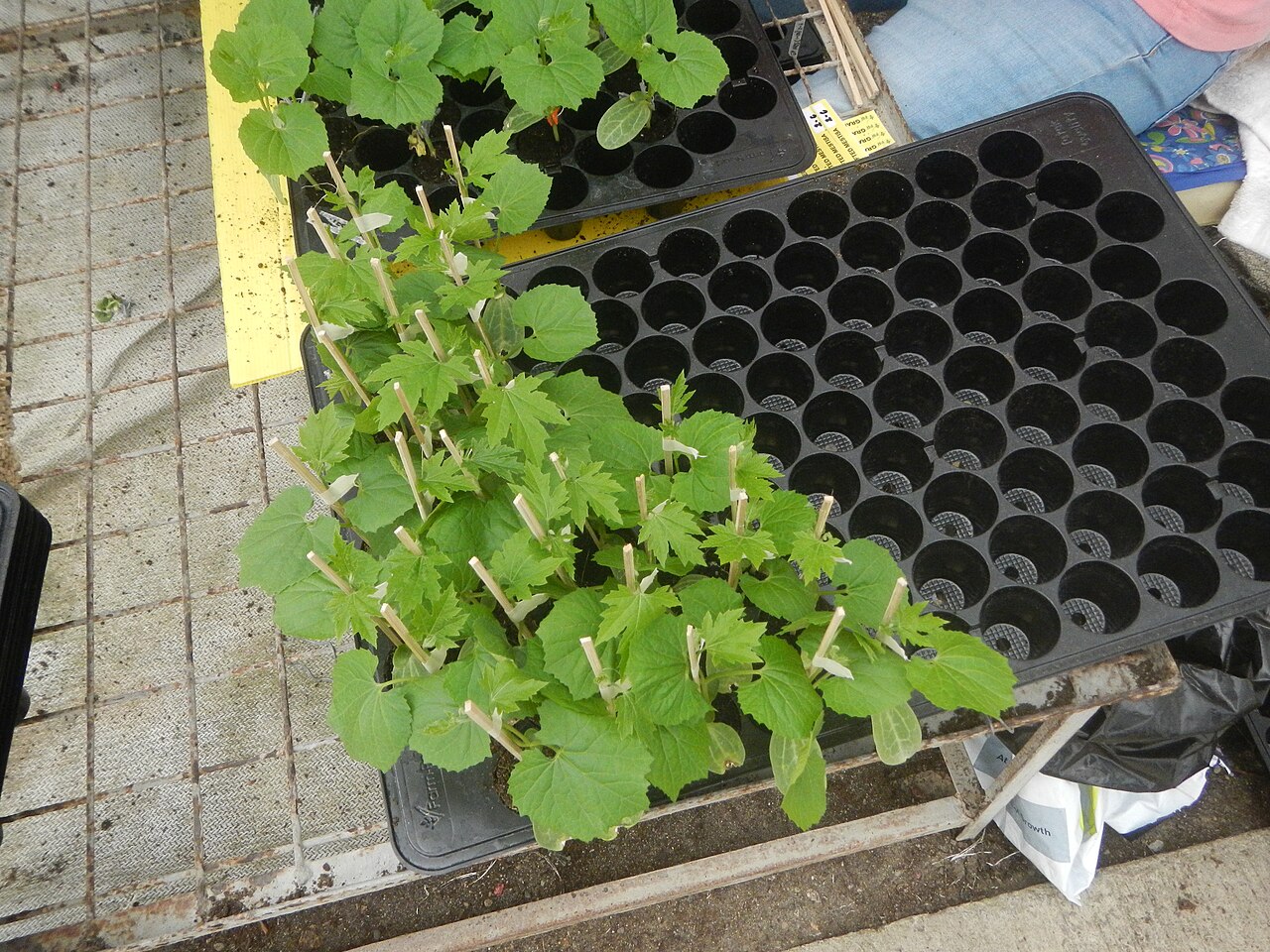 Semis de légumes