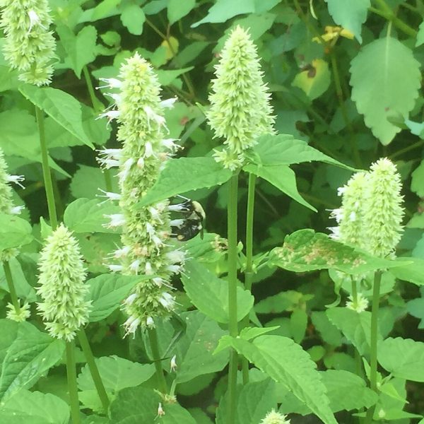 Tisane à l'agastache