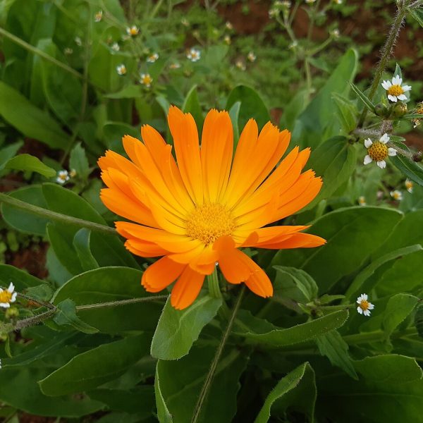 Tisane au calendula