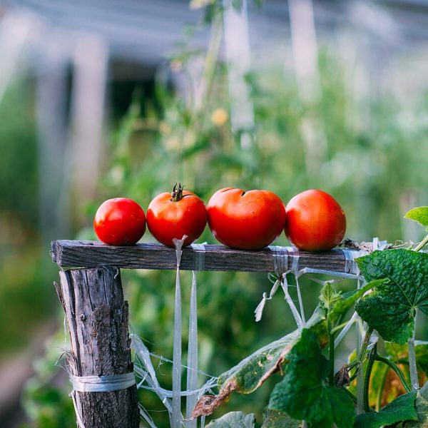 Tomates anciennes