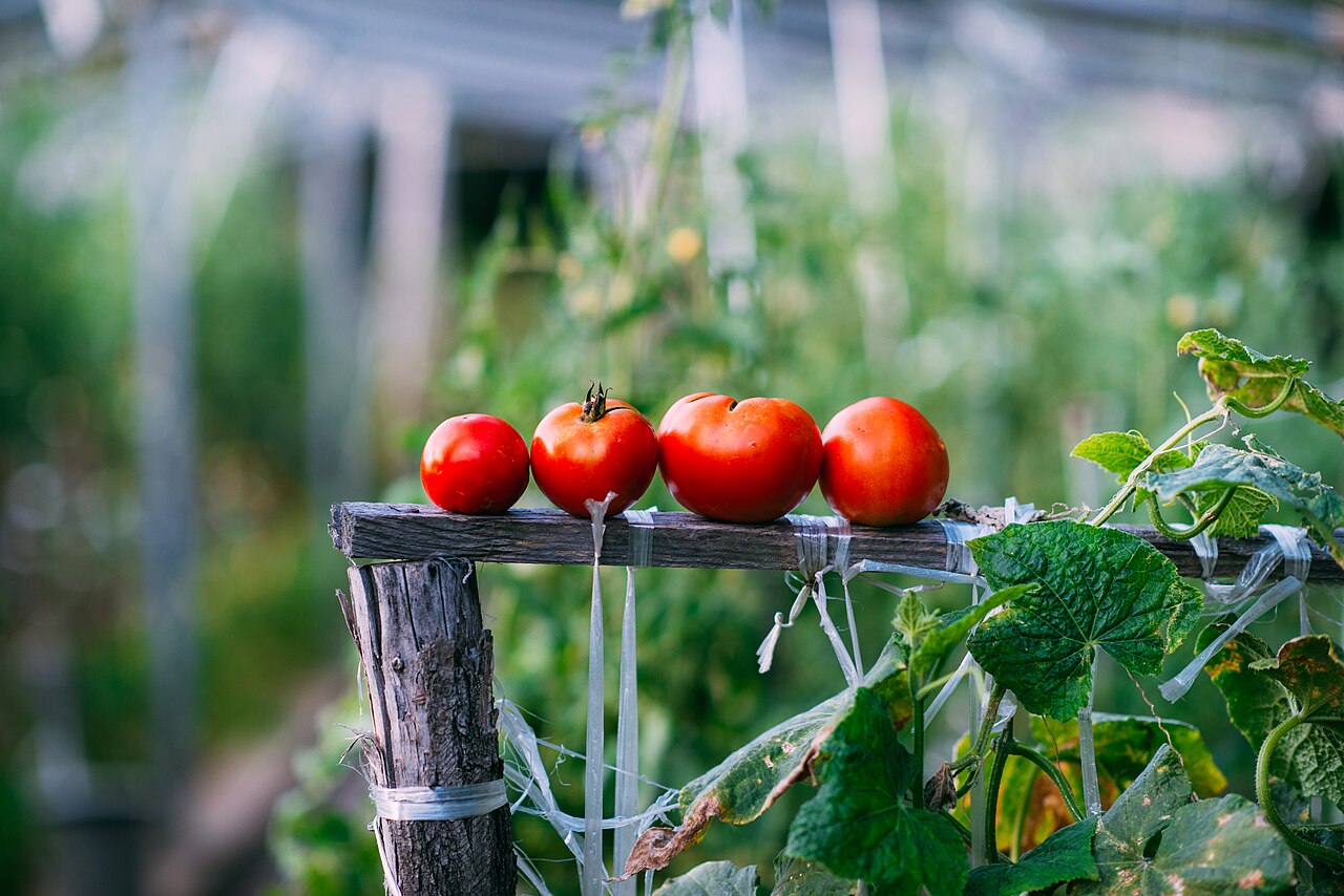 Tomates anciennes
